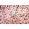 Głęboka przezroczysta automatyczna parasolka w czerwone serduszka